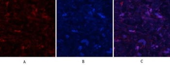 MYPT1 (phospho Thr853) rabbit pAb