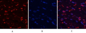 MYPT1 (phospho Thr853) rabbit pAb