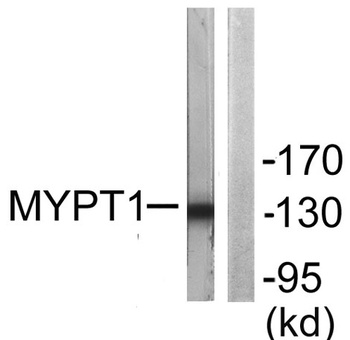 MYPT1 rabbit pAb