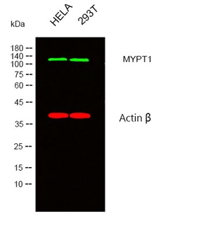 MYPT1 rabbit pAb