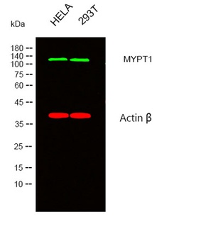 MYPT1 antibody