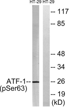 ATF-1 (phospho-Ser63) antibody