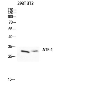 ATF-1 rabbit pAb