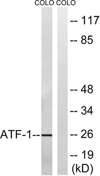 ATF-1 rabbit pAb