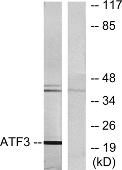 ATF-3 rabbit pAb