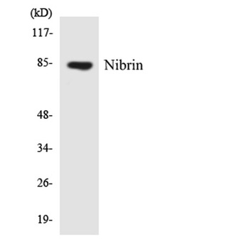 Nibrin rabbit pAb
