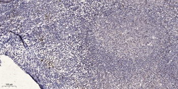 Nibrin rabbit pAb