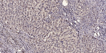 NCAM2 rabbit pAb