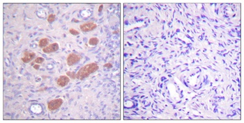p40-phox (phospho Thr154) rabbit pAb