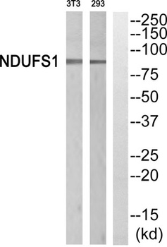 NDUFS1 rabbit pAb Antibody