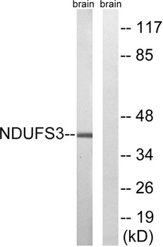 NDUFS3 rabbit pAb
