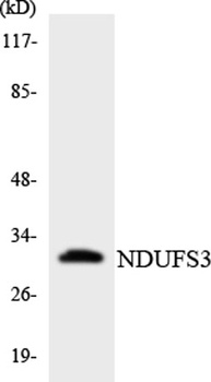 NDUFS3 rabbit pAb