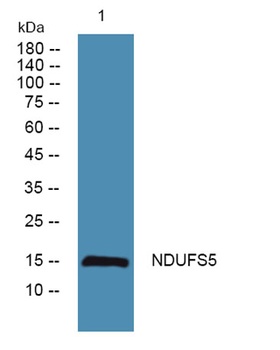 NDUFS5 rabbit pAb