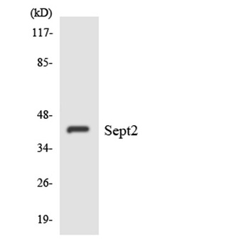 Septin 2 antibody