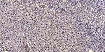 NF-M rabbit pAb