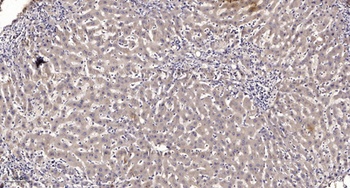 Neuro D rabbit pAb