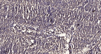 Na+/K+-ATPase α2 rabbit pAb