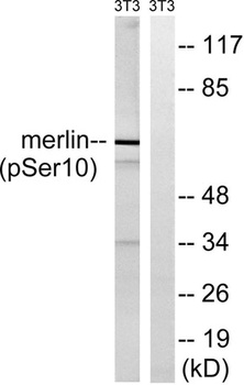 NF2 (phospho-Ser10) antibody