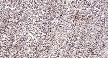 NFATc1 (phospho Ser294) rabbit pAb