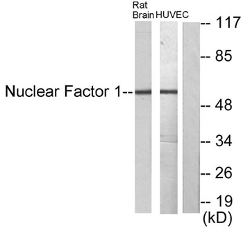 NF-1 rabbit pAb Antibody