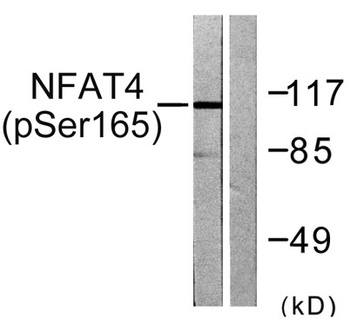 NFATc3 (phospho Ser165) rabbit pAb