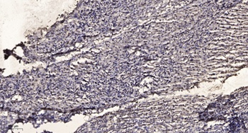 NFATc3 (phospho Ser165) rabbit pAb