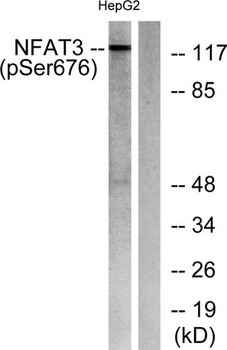 NFATc4 (phospho Ser676) rabbit pAb