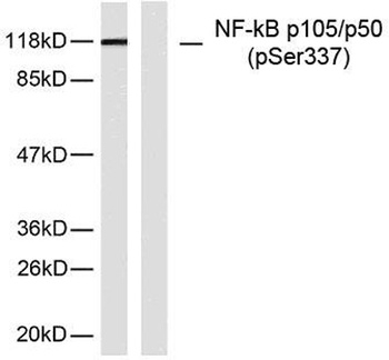 NF kappa B-p105/p50 (phospho-Ser337) antibody