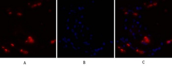 NFκB-p105/p50 rabbit pAb