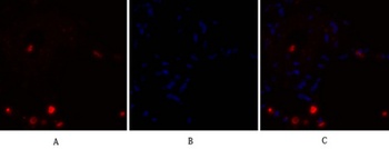 NFκB-p105/p50 rabbit pAb