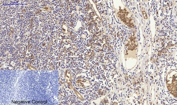 NFκB-p105/p50 rabbit pAb