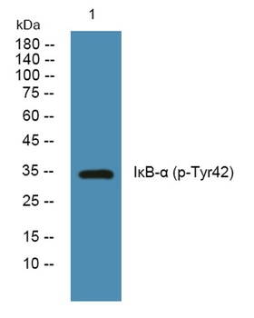 I kappa B-alpha (phospho-Tyr42) antibody