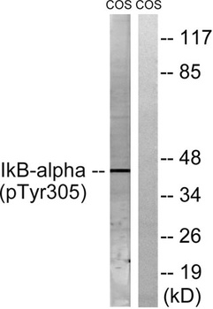 I kappa B-alpha (phospho-Tyr305) antibody