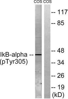 IκB-α (phospho Tyr305) rabbit pAb