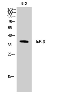 IκB-β rabbit pAb