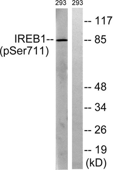 IRP-1 (phospho Ser711) rabbit pAb