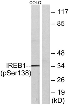 IRP-1 (phospho Ser138) rabbit pAb