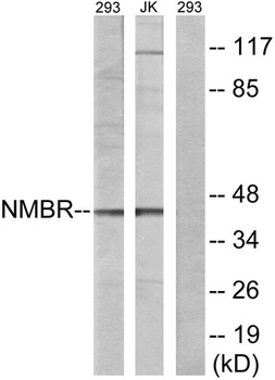 NMBR rabbit pAb