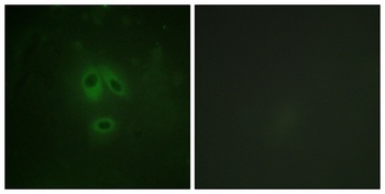 NOS1 (phospho Ser852) rabbit pAb