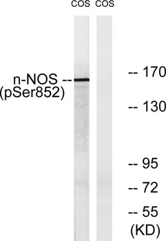 NOS1 (phospho Ser852) rabbit pAb