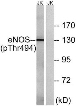 eNOS (phospho Thr494) rabbit pAb