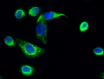 NOS3 antibody