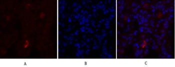 NOS3 antibody