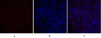 NOS3 antibody