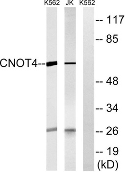 CNOT4 rabbit pAb