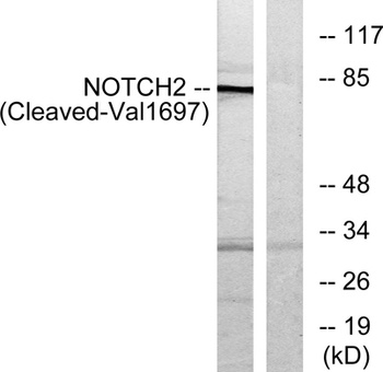 Cleaved-Notch 2 (V1697) rabbit pAb Antibody