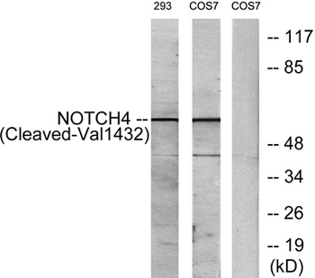 Cleaved-Notch 4 (V1432) antibody