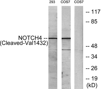 Cleaved-Notch 4 (V1432) rabbit pAb