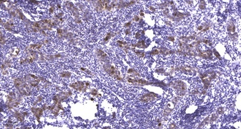 Neuronal PAS1 rabbit pAb
