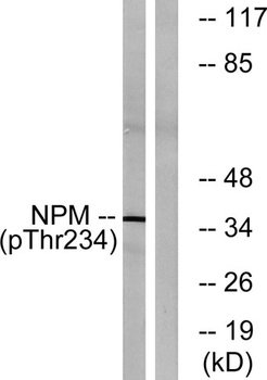 B23 (phospho Thr234) rabbit pAb